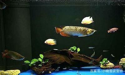 花錦鯉魚多少錢一條圖片(錦鯉多少錢一個(gè)) 粗線銀版魚