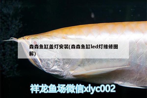 驢與魚繞口令（驢和魚讀音區(qū)別）