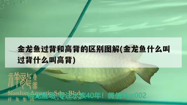 龍魚品種排名（龍魚品種排名榜） 龍魚疾病與治療