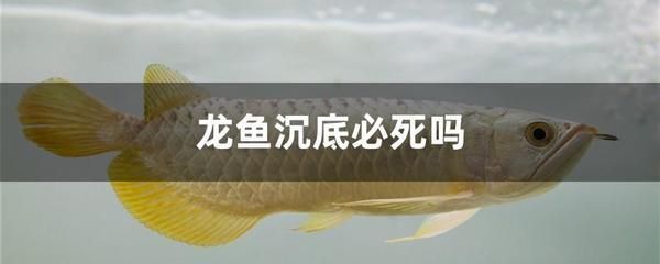 石家莊魚(yú)缸維修電話是多少（石家莊魚(yú)缸維修電話是多少號(hào)） 其他品牌魚(yú)缸