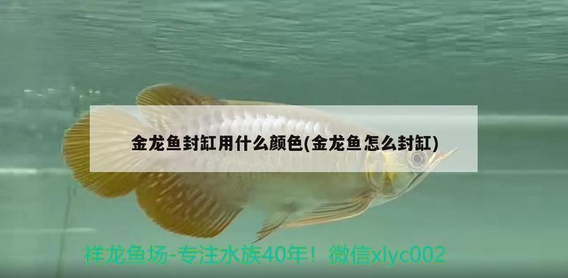 渭南魚(yú)缸維修店電話號(hào)碼查詢（渭南魚(yú)缸維修店電話號(hào)碼查詢地址）