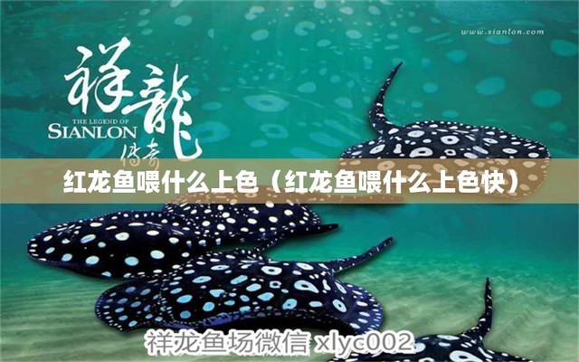 魚缸過濾棉的價格和圖片（魚缸過濾棉的價格和圖片及價格）