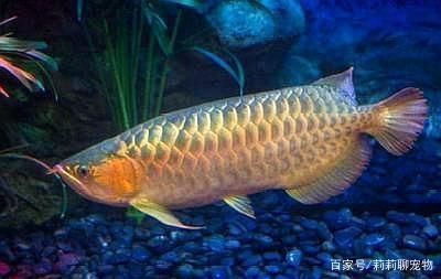 怎么調(diào)理龍魚狀態(tài)（怎么調(diào)理龍魚狀態(tài)好）