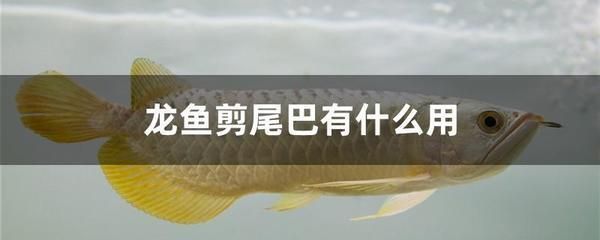 呼和浩特觀賞魚(yú)批發(fā)市場(chǎng)電話是多少號(hào)啊