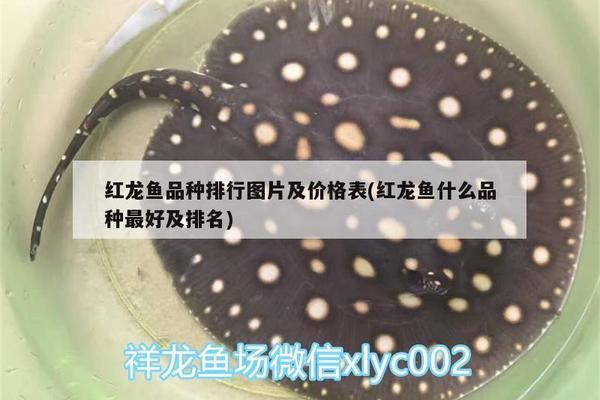 魚缸喂魚器使用方法圖片（魚缸喂魚器使用方法圖片大全）