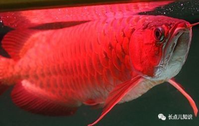 昆明專(zhuān)業(yè)做魚(yú)缸的廠家有哪些電話(昆明哪里有做魚(yú)缸的) 印尼四紋虎