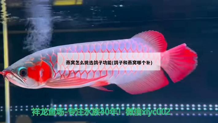 大連最大的觀賞魚市場（大連最大的觀賞魚市場叫什么） 觀賞魚市場（混養(yǎng)魚）