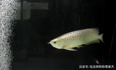 魚缸破損如何處理好（魚缸破損如何處理好視頻）