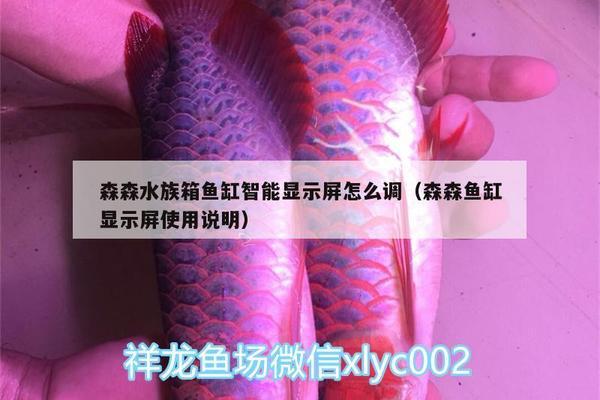 金龍魚爛嘴怎么治療好的（金龍魚爛嘴怎么治療好的快一點(diǎn)）