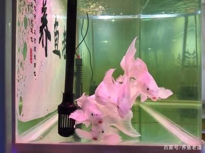 龍魚爛鰭爛尾特效藥有哪些（龍魚爛鰭爛尾特效藥有哪些呢）