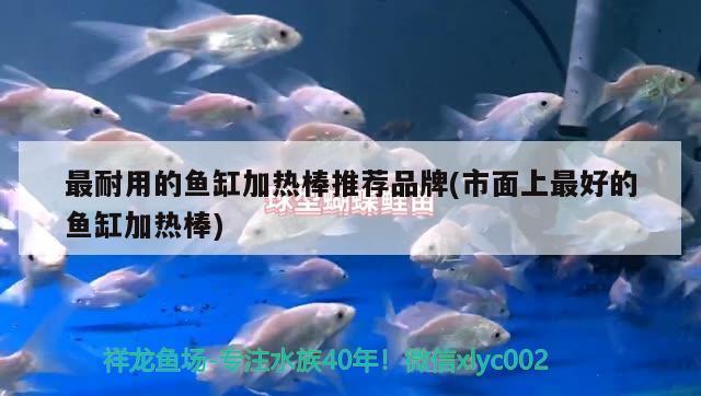 龍魚用什么缸養(yǎng)比較好呢