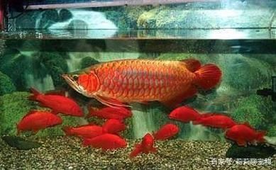 魚缸換水用凈水器好嗎（魚缸換水用凈水器好嗎視頻） 量子養(yǎng)魚技術(shù)