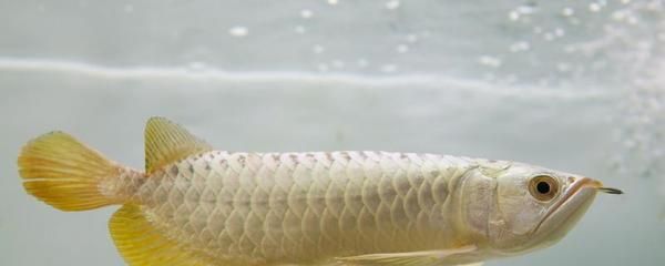 承德水族館測試2