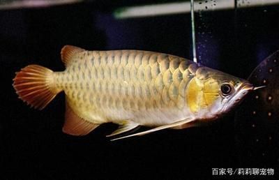 十大紅龍魚(yú)品牌圖片大全大圖（十大紅龍魚(yú)品牌圖片大全大圖高清） 祥龍水族醫(yī)院