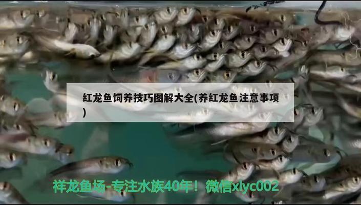 魚缸燈怎么防止刺眼視頻（魚缸燈怎么防止刺眼視頻教程）