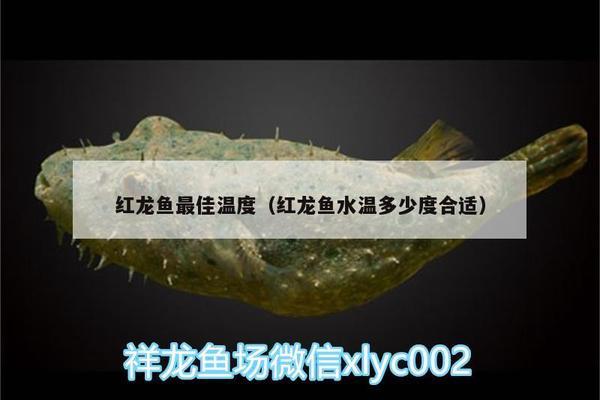 黑魚適合魚缸飼養(yǎng)嗎視頻講解（黑魚適合魚缸飼養(yǎng)嗎視頻講解下載）