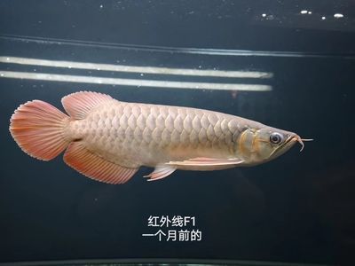 包頭二手魚(yú)缸回收地址電話號(hào)碼（包頭二手魚(yú)缸回收地址電話號(hào)碼查詢）