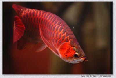 紅龍魚(yú)喂食泥鰍好嗎（紅龍魚(yú)喂食泥鰍好嗎視頻）