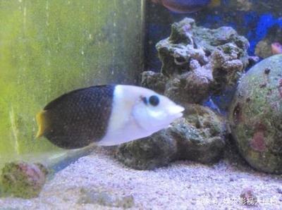 昆明市西山区辉煌水族观赏鱼经营部（昆明观赏鱼水族批发市场）