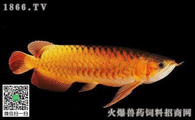 福安市奇美水族馆（福安市奇美水族馆电话）