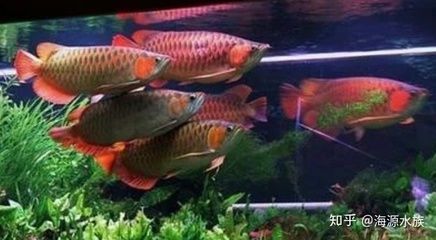 巨型紅龍魚觀賞價值【中文標(biāo)題】巨型紅龍魚圖片大全