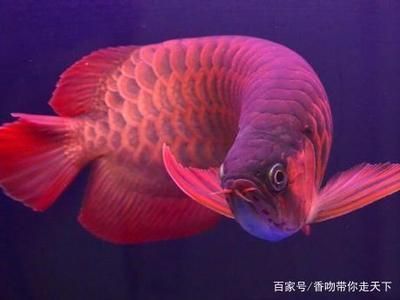 龍魚水霉怎么處理干凈（龍魚水霉怎么處理干凈視頻） 龍魚疾病與治療