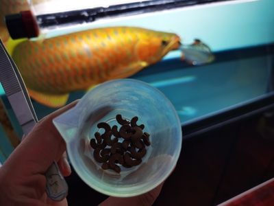 安達市隆美東方盛飛水族魚缸店（安達市隆美東方盛飛水族魚缸店電話）