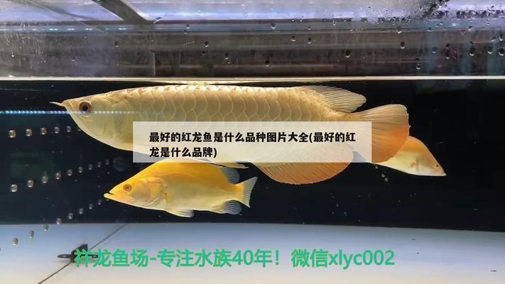 魚缸品牌知乎怎么樣：魚缸品牌推薦知乎