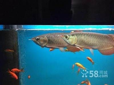 紅龍魚品牌排行榜最新價(jià)格圖片（紅龍魚品牌排行榜最新價(jià)格圖片大全）