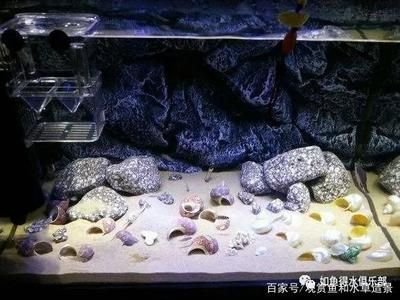 大魚缸怎么樣養(yǎng)魚好（大魚缸怎么樣養(yǎng)魚好看）