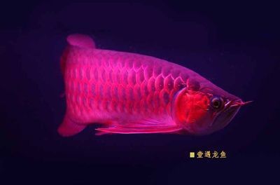 溫州魚(yú)缸實(shí)體店電話(huà)地址及電話(huà)號(hào)碼（溫州金魚(yú)缸批發(fā)市場(chǎng)）