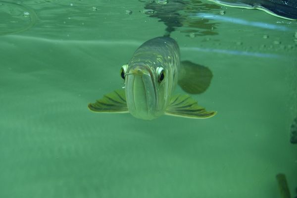 消毒水魚缸消毒多長(zhǎng)時(shí)間好（消毒水魚缸消毒多長(zhǎng)時(shí)間好一點(diǎn)）