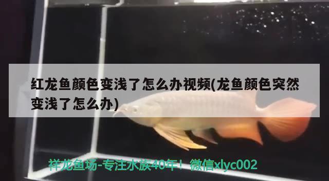 遼陽魚缸市場地址在哪里