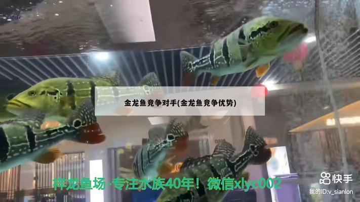 1.8米魚缸養(yǎng)什么魚最好