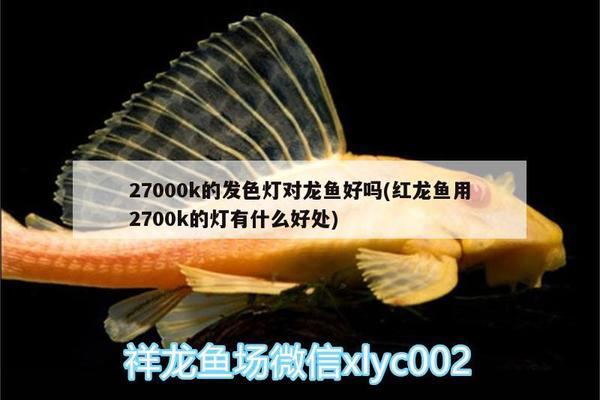 怎樣后期給魚缸加拉筋（魚缸怎么加拉筋）