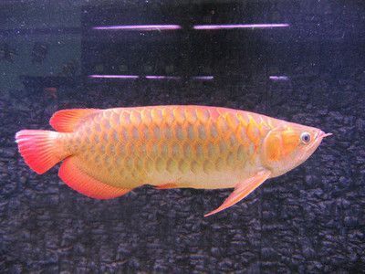 龍魚(yú)掉眼有什么危害和好處嗎（龍魚(yú)掉眼有什么危害和好處嗎圖片） 龍魚(yú)疾病與治療