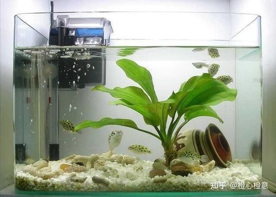 魚缸過濾器要清洗嗎視頻（魚缸過濾器要清洗嗎視頻教程） 其他品牌魚缸