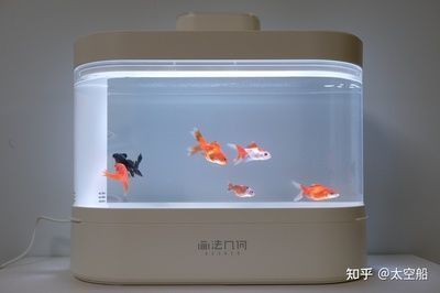 惠東縣大嶺鎮(zhèn)瑞升水族漁具店（惠東縣大嶺鎮(zhèn)瑞升水族漁具店地址）