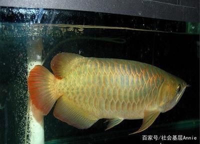 哪種鼠魚(yú)性情最溫和(什么品種的鼠魚(yú)好養(yǎng)) 豹紋夫魚(yú)苗