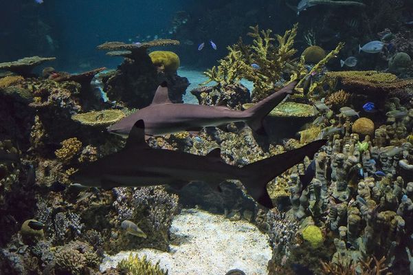 奎文區(qū)北苑愛上它水寵店 全國水族館企業(yè)名錄