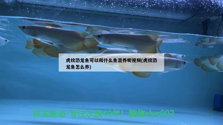 蘭溪市鼎一水族用品經(jīng)營(yíng)部