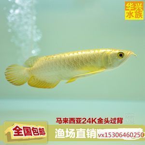 廣州水族器材市場(廣州水族箱批發(fā)市場)