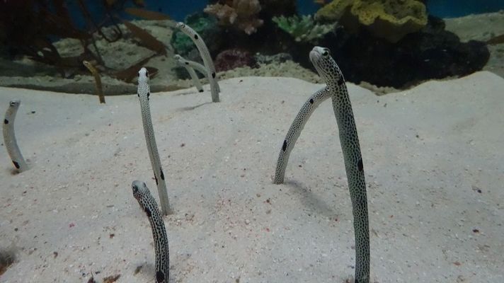 恒山区玉仁水族馆（恒山区玉仁水族馆电话）