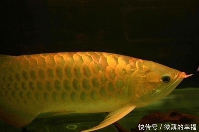 魚缸消毒高錳酸鉀比例怎么調(diào) 觀賞魚