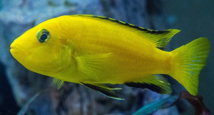 合肥瑤海區(qū)思情花坊（合肥瑤海區(qū)思情花坊，） 水族周邊