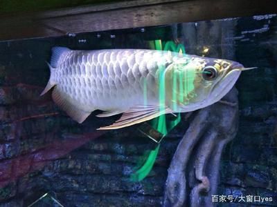 遼源市龍山區(qū)文軒觀賞魚(yú)店（遼源市龍山區(qū)文軒觀賞魚(yú)店地址）