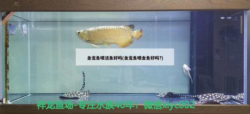 印尼紅龍魚怎么養(yǎng)殖的視頻教程（印尼紅龍魚怎么養(yǎng)殖的視頻教程全集） 紅龍魚百科