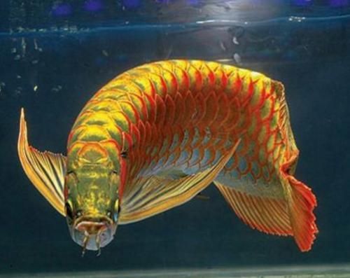 秦皇島哪里有賣(mài)魚(yú)缸的地方?。ㄇ鼗蕧u哪里賣(mài)魚(yú)缸便宜）