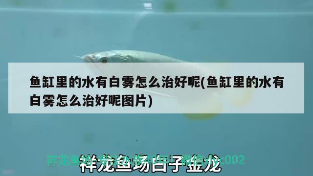 登封市市区安氏水族渔具店（登封市市区安氏水族渔具店地址）