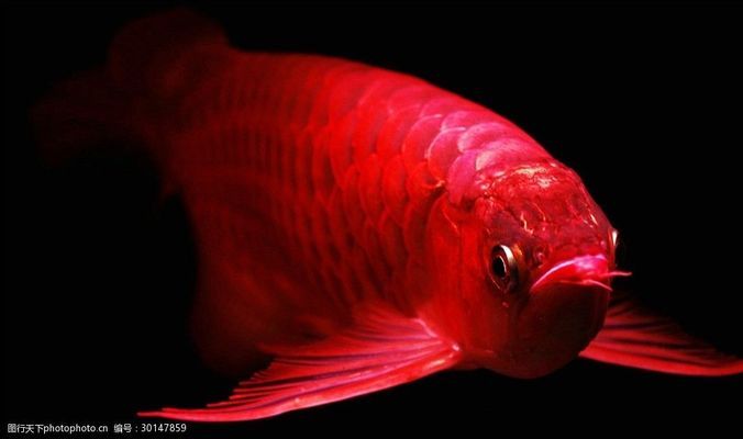 深圳市羅湖區(qū)源本水族館（深圳市羅湖區(qū)源本水族館地址） 全國(guó)水族館企業(yè)名錄